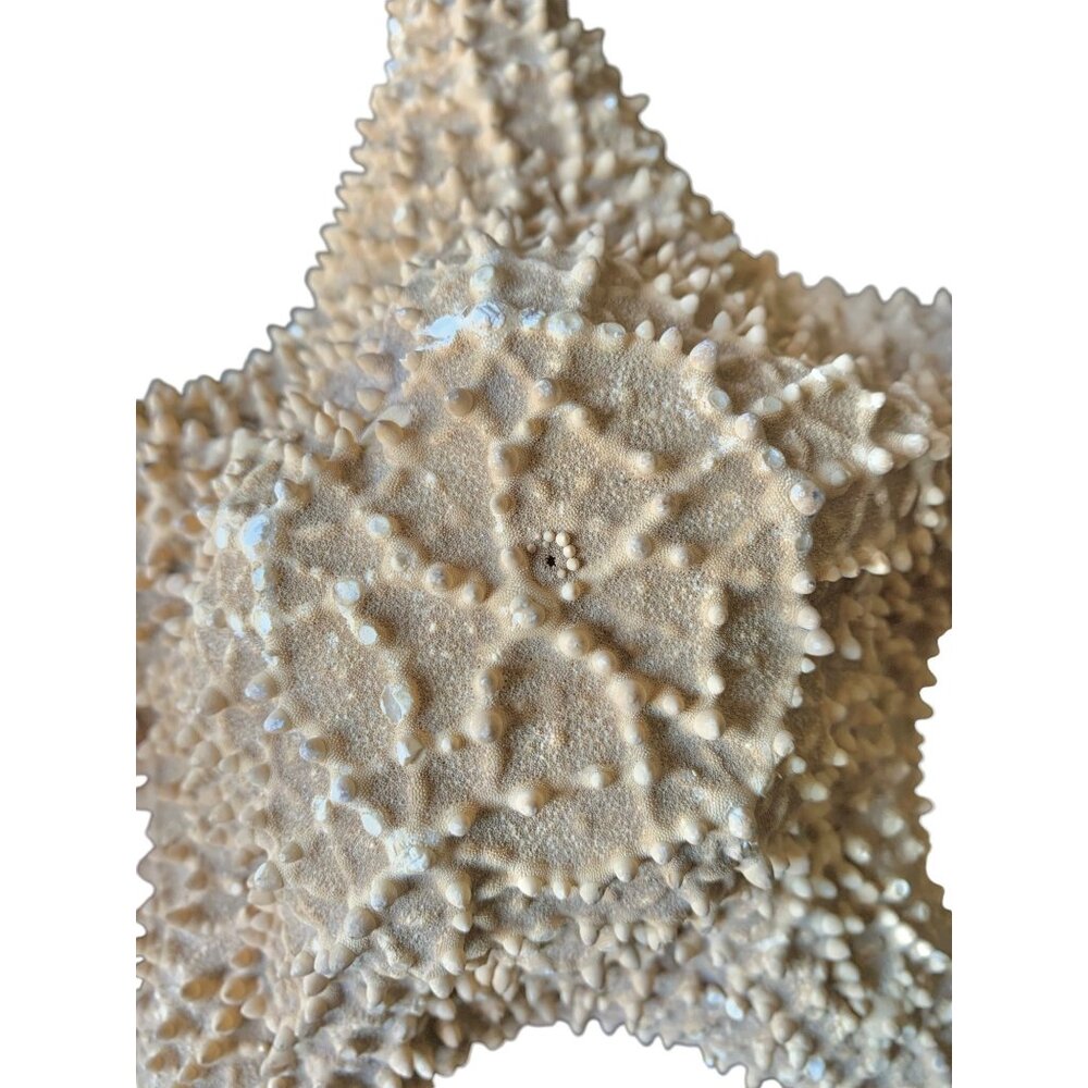 Starfish 10” Genuine Dried Ocean Sea Decor - Picture 4 of 10